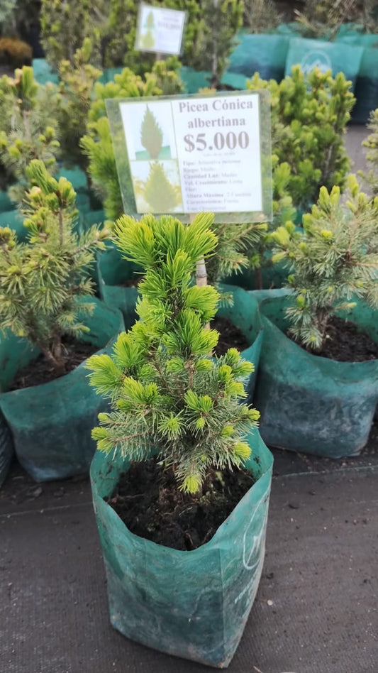 Picea Cónica