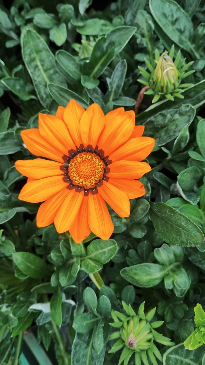 Gazania