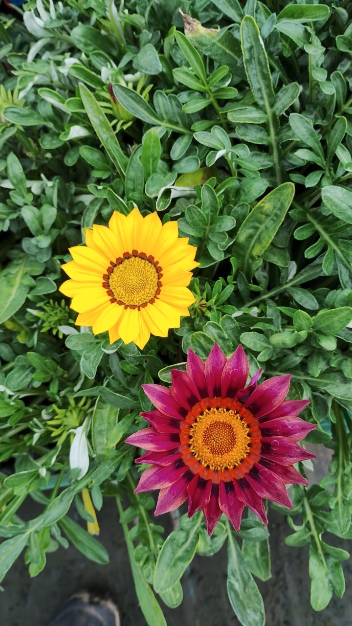 Gazania