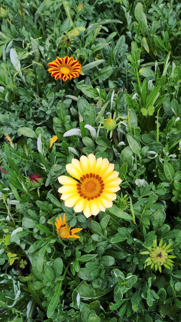 Gazania