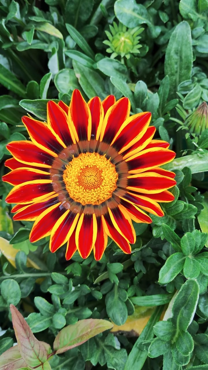 Gazania