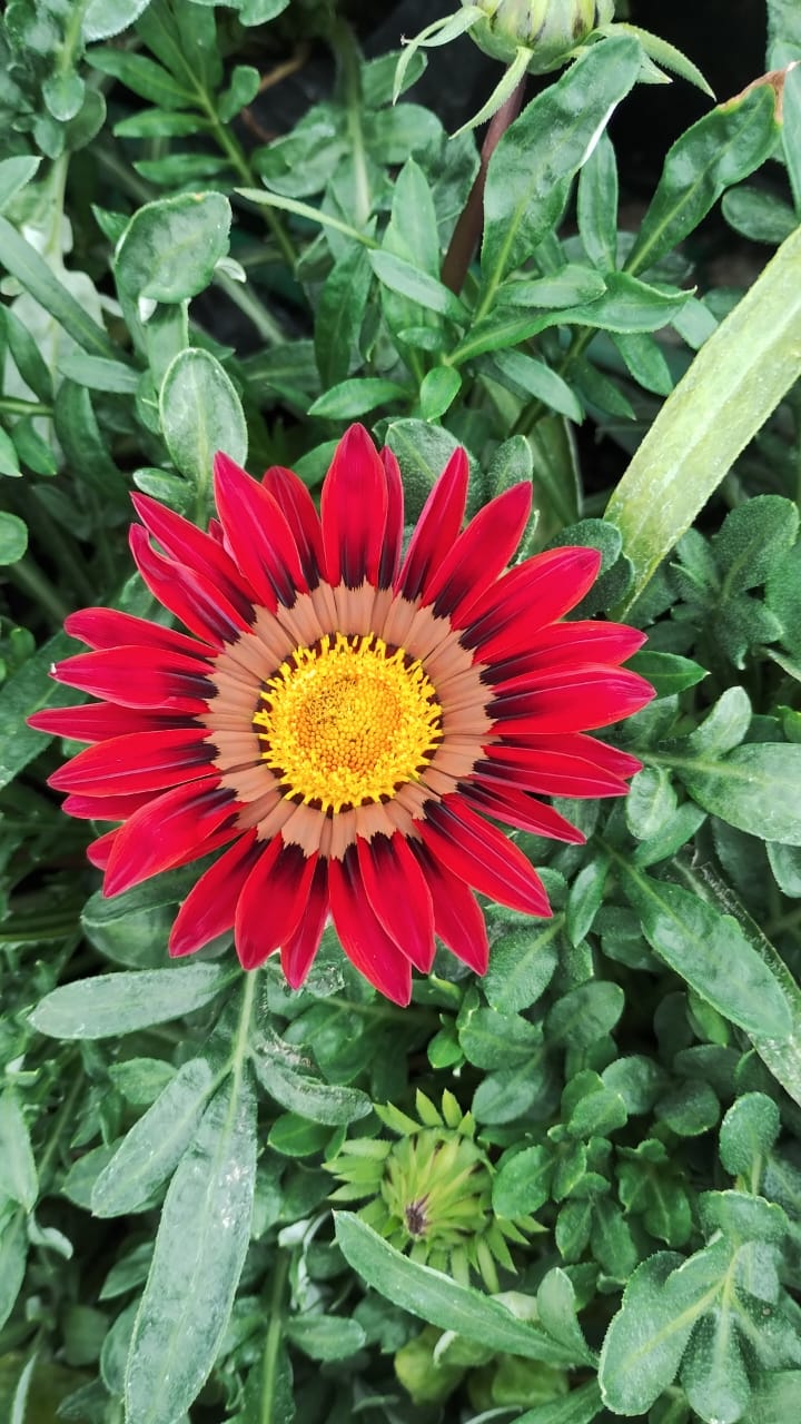 Gazania