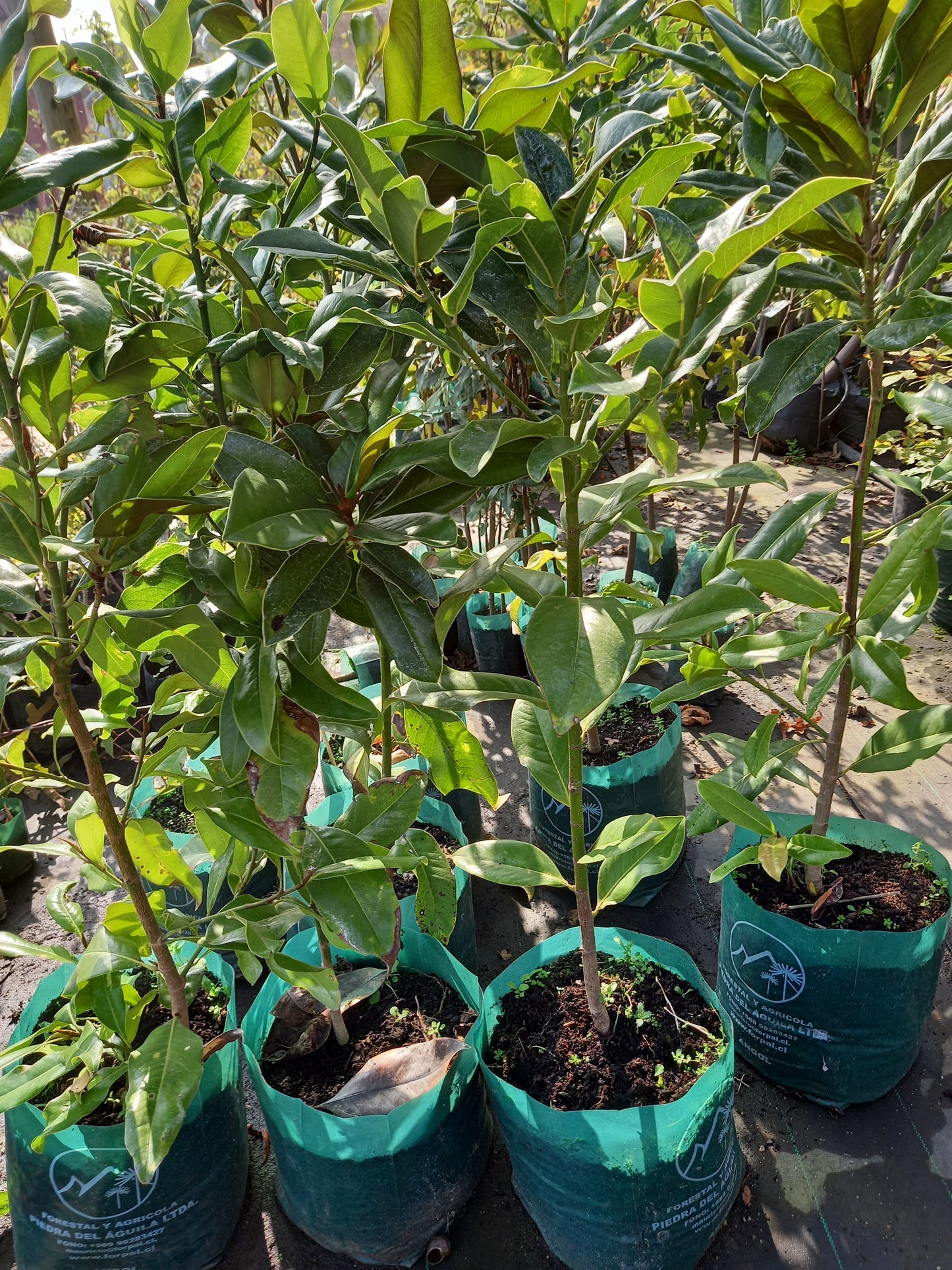 Magnolio grandiflora