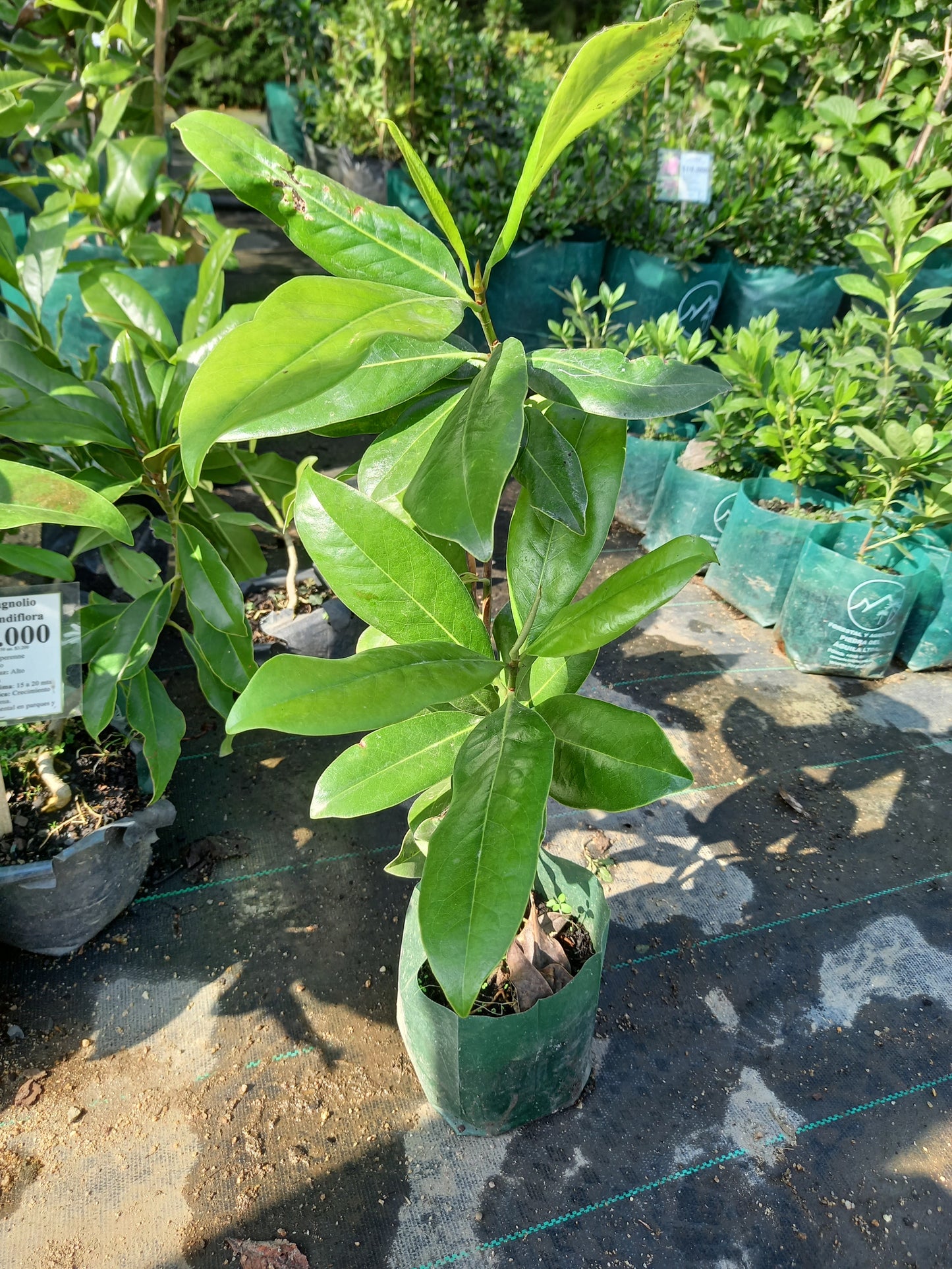 Magnolio grandiflora