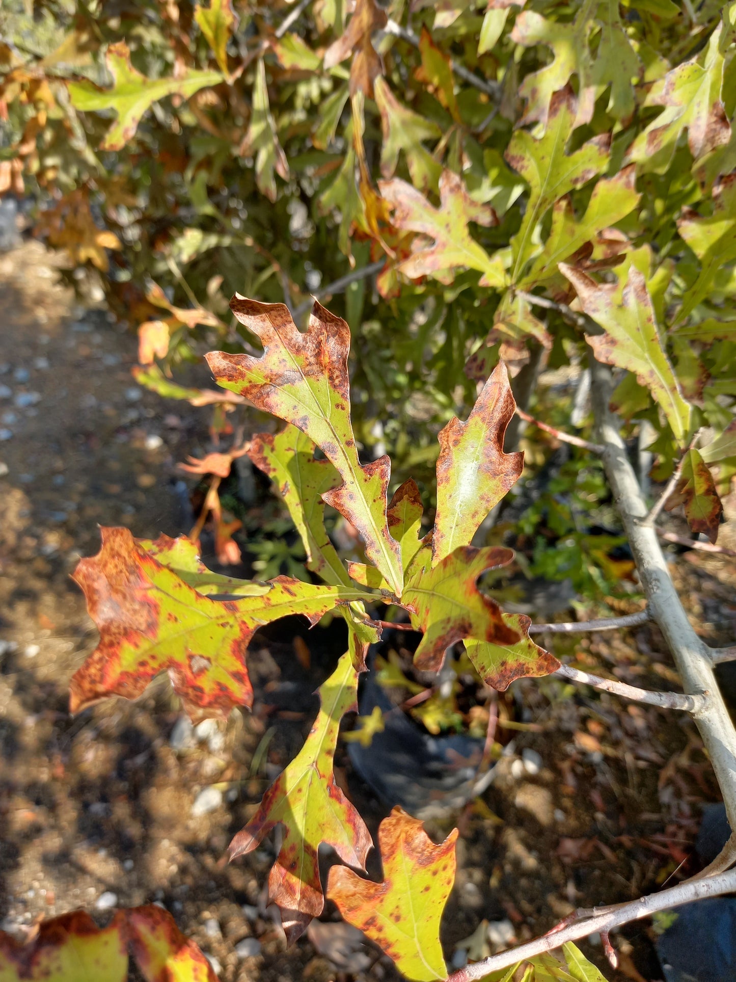 Roble Español