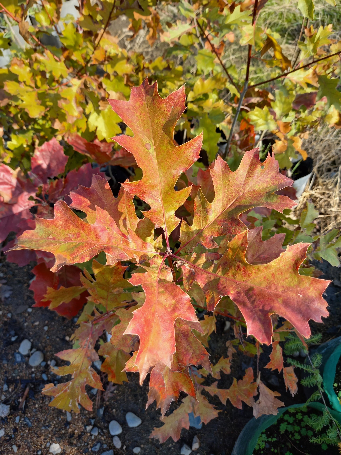 Roble Rojo de Shumard