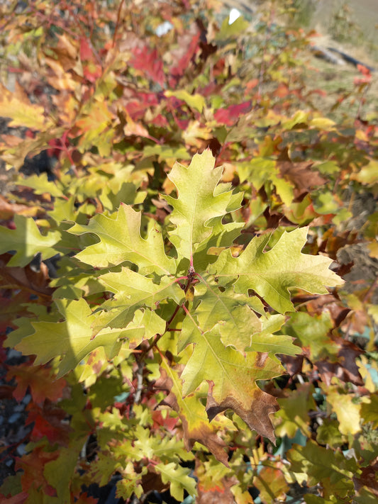 Roble Negro de California