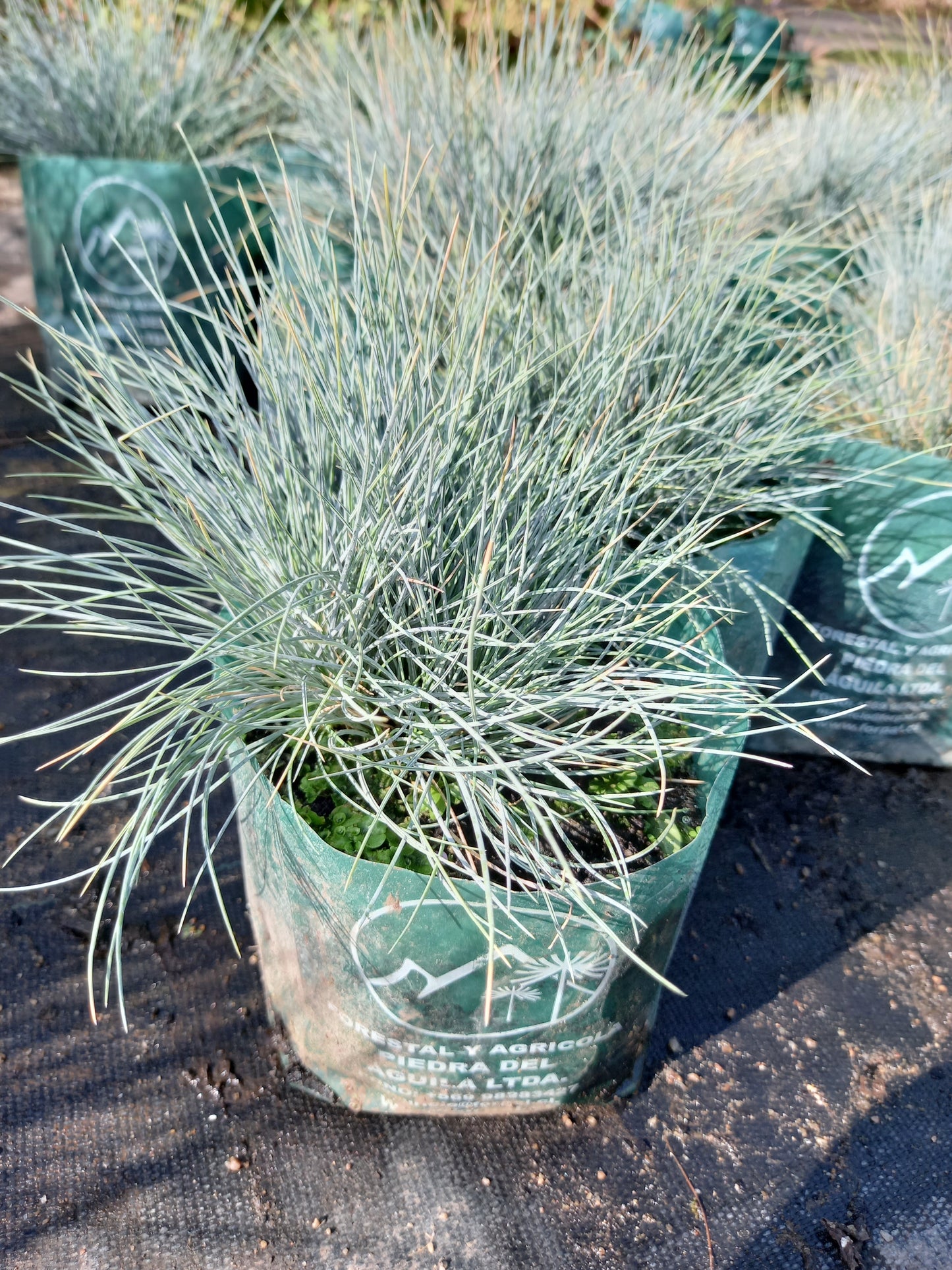 Festuca