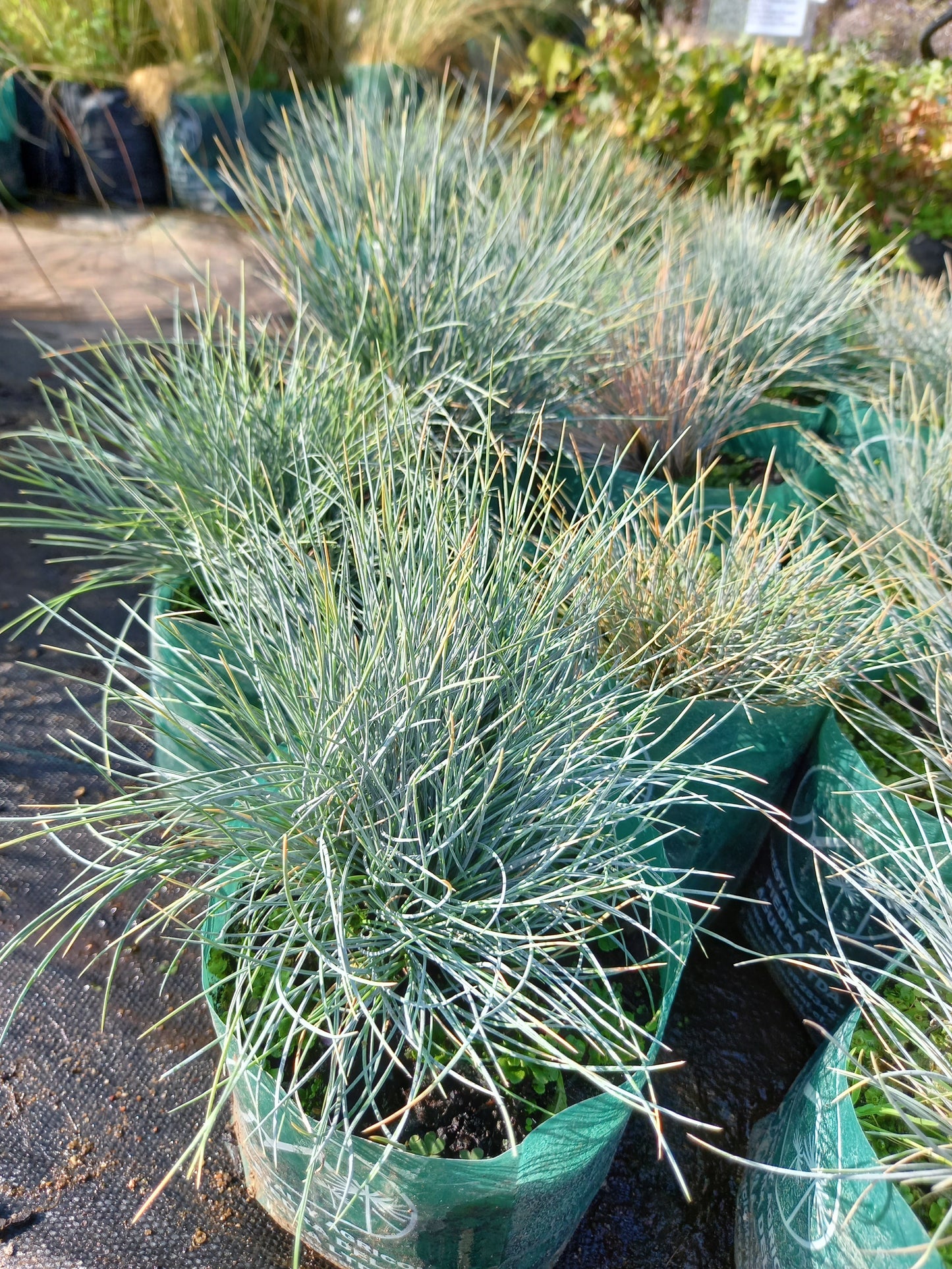 Festuca