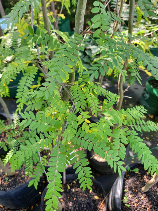 Acacia tres Espinas