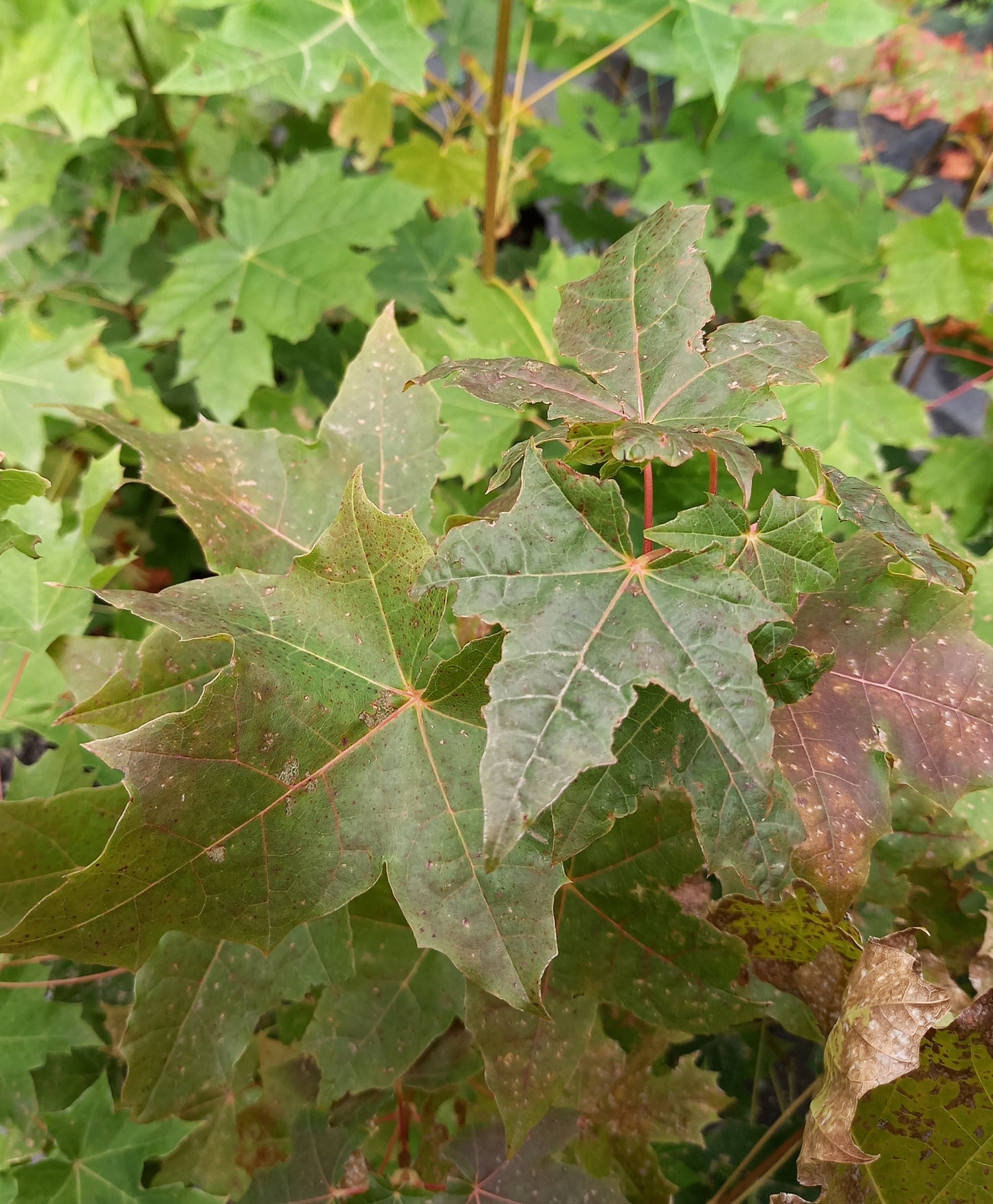 Acer de Canadá