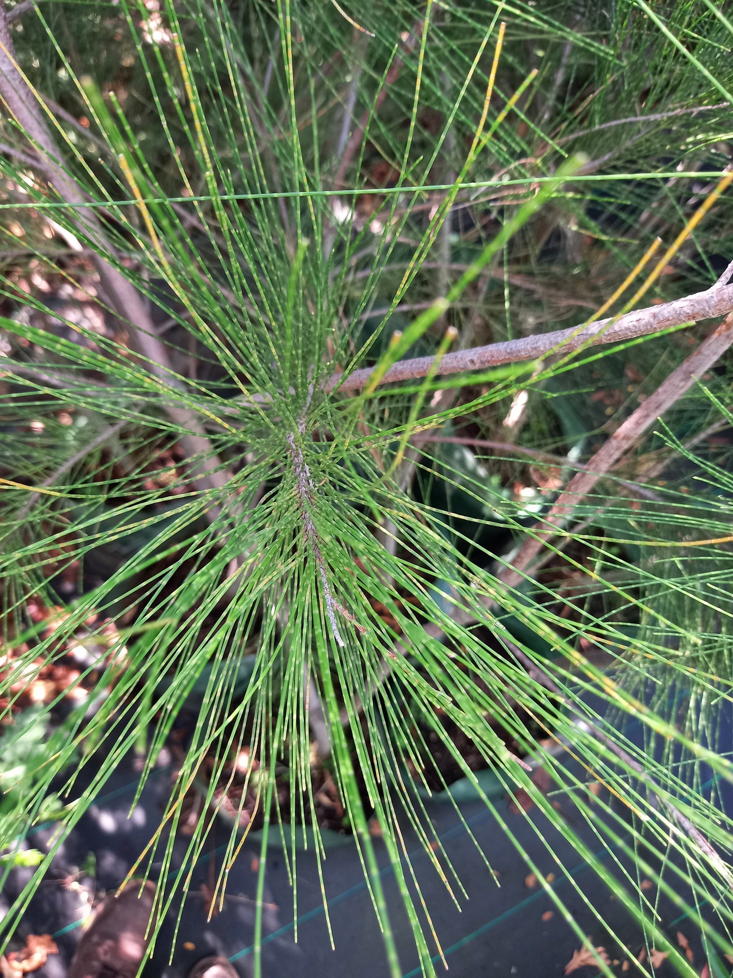 Casuarina