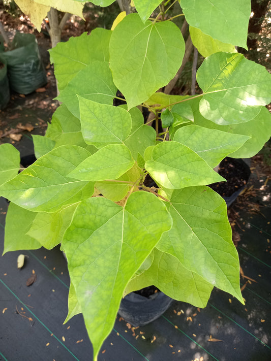 Catalpa