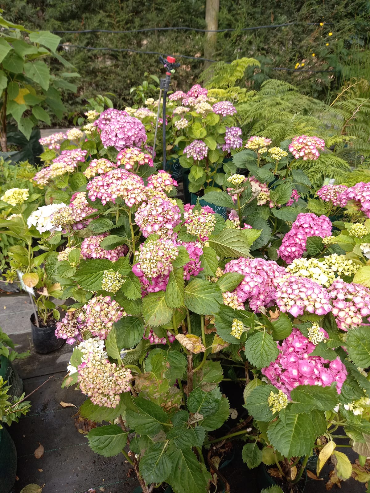 Bella Hortensia