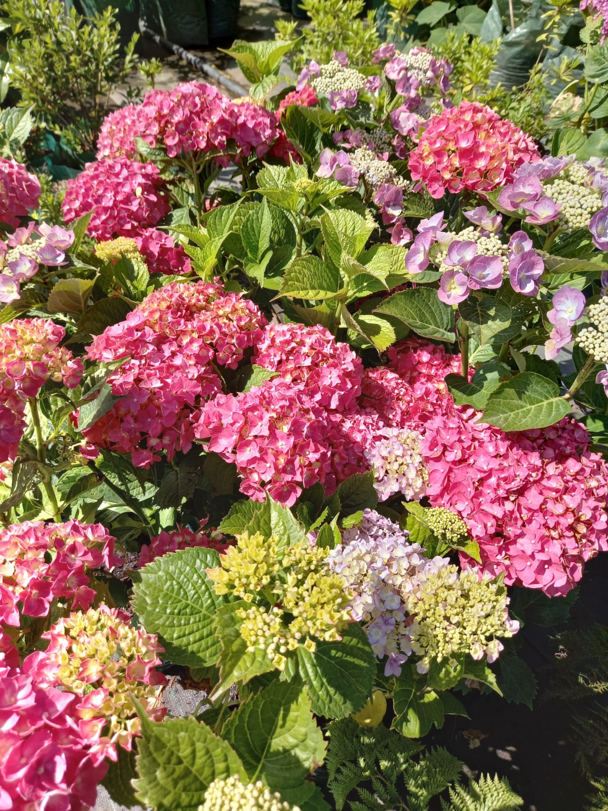 Bella Hortensia