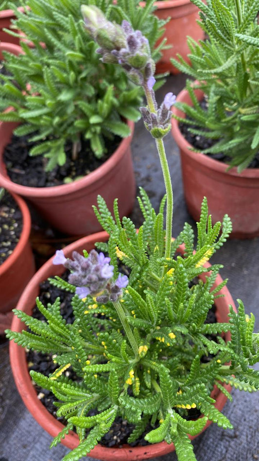 Lavanda Sp.