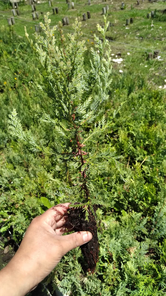 Ciprés de la cordillera en speedling