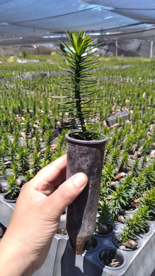 Araucaria en speedling