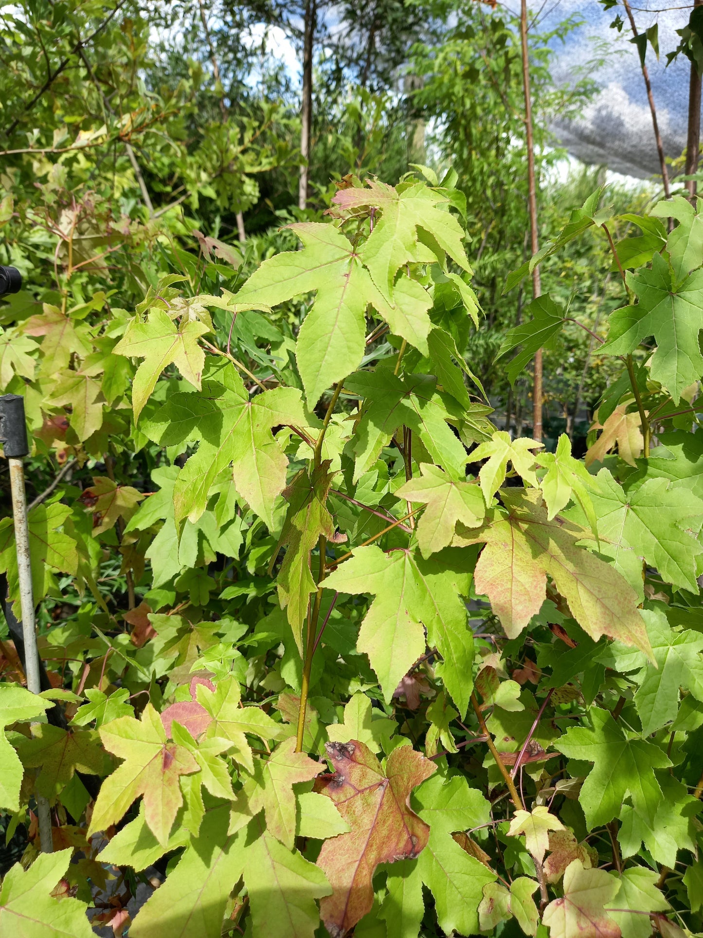 Liquidambar