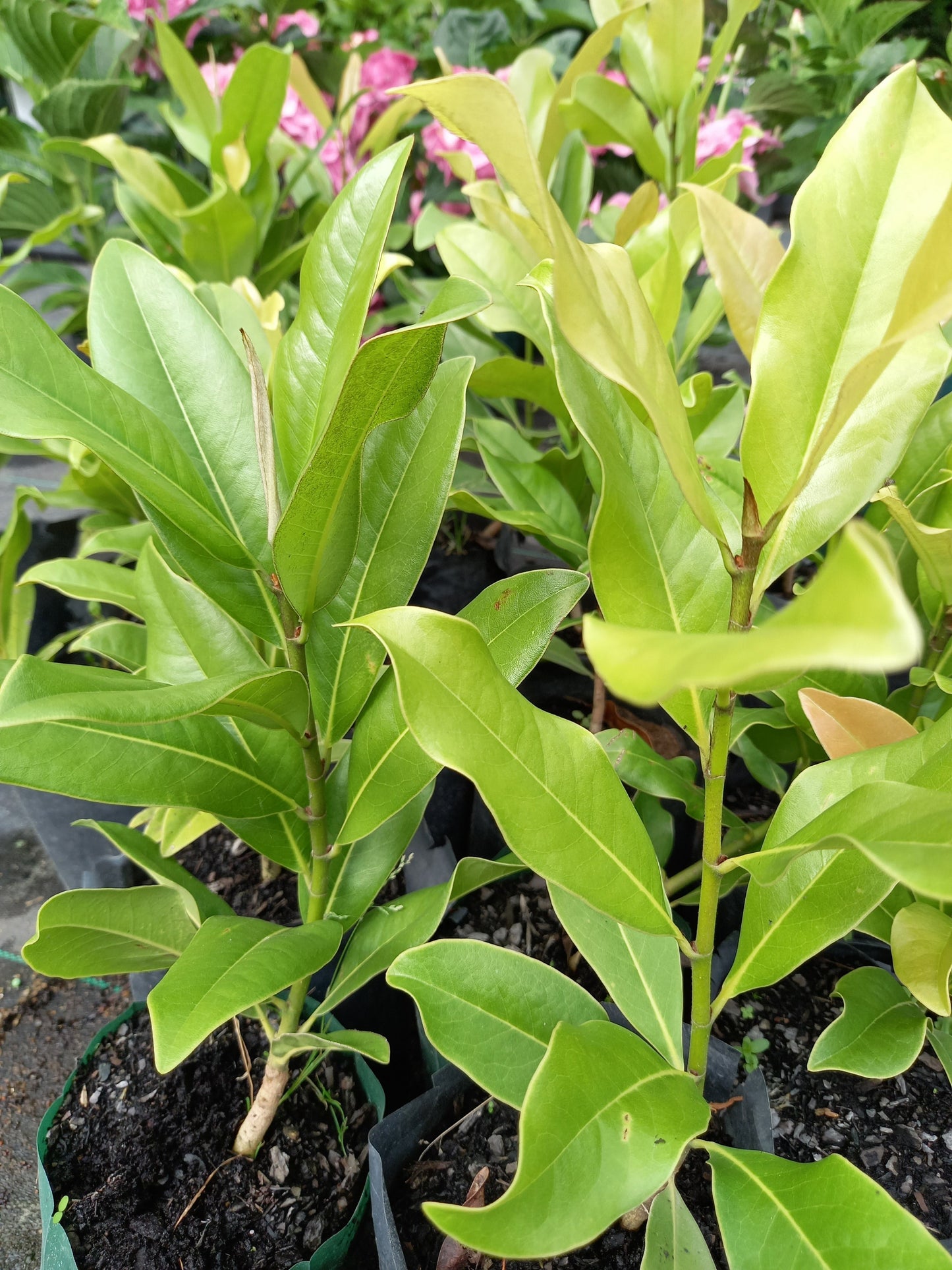 Magnolio grandiflora