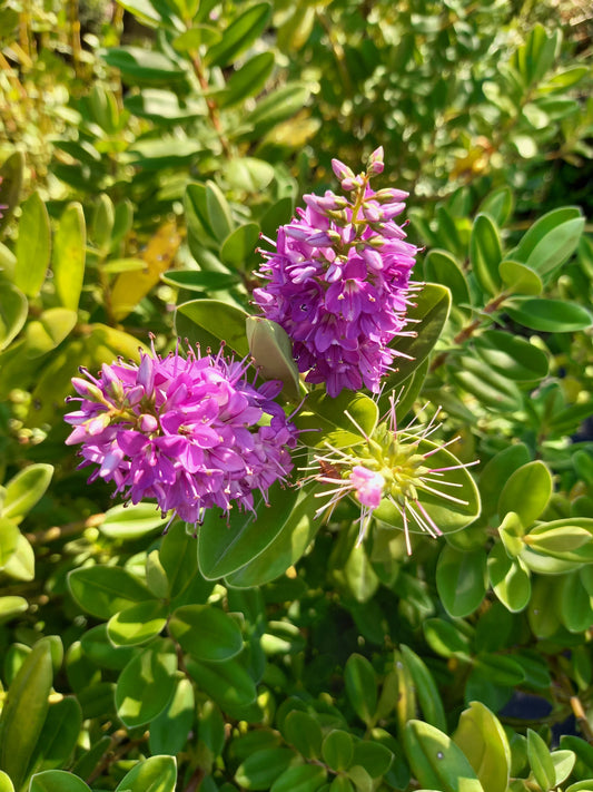 Verónica Buxifolia