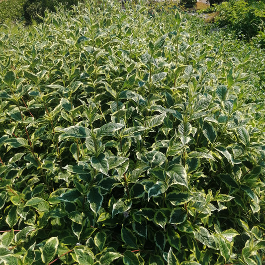 Weigela Variegada