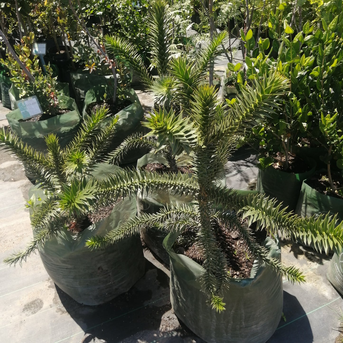 Araucaria