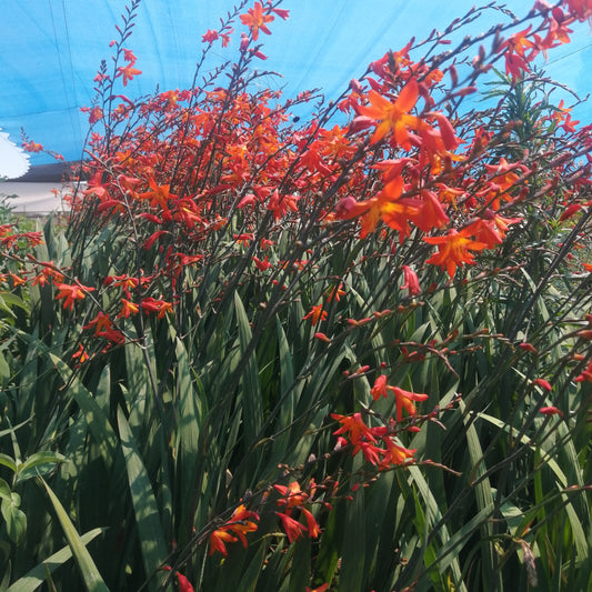 Crocosmia